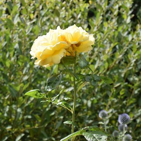 Le Cottage Mirabelle Epaignes ภายนอก รูปภาพ