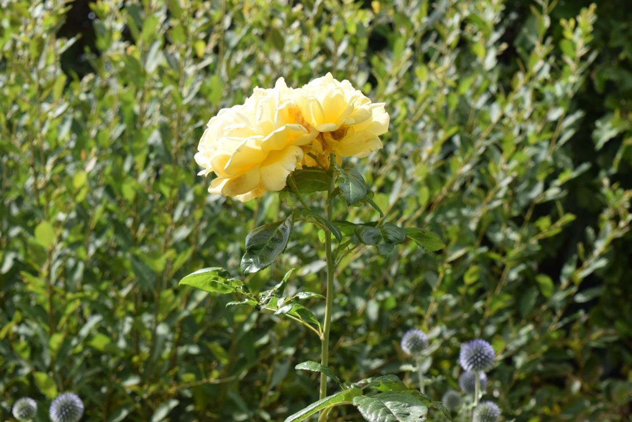 Le Cottage Mirabelle Epaignes ภายนอก รูปภาพ
