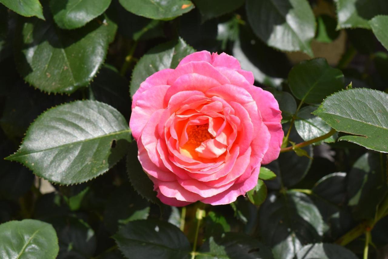Le Cottage Mirabelle Epaignes ภายนอก รูปภาพ